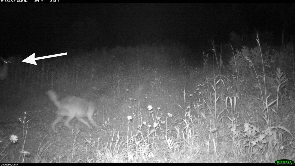 coyote scent trailing a fawn with doe looking on