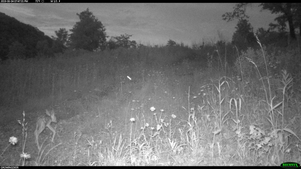 fawn walking up a glade road