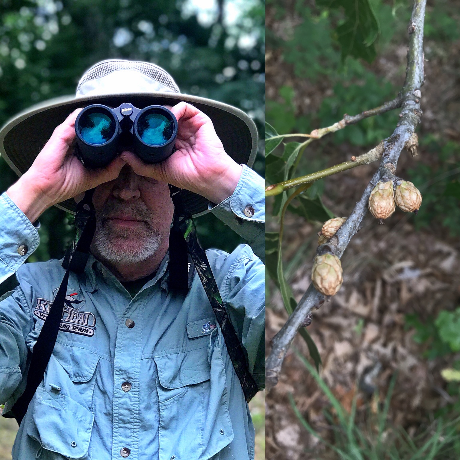 Grant scouting for acorns with Nikon binoculars