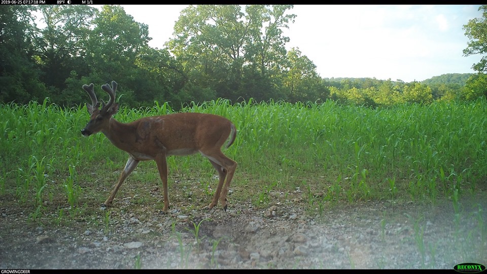 Mature buck in velvet antlers: late June