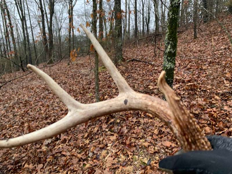 Antler found on a trail with marked rubs