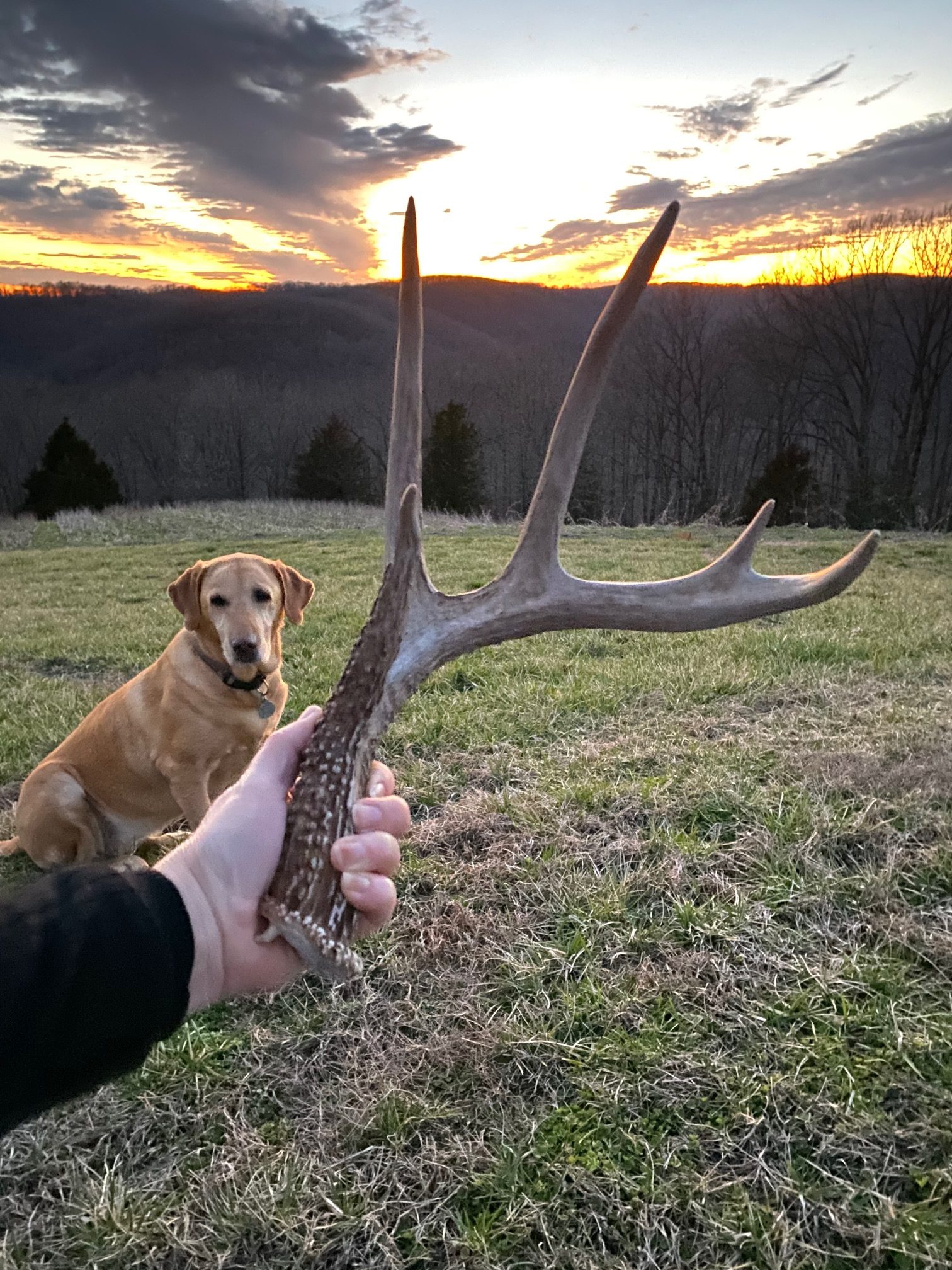 An antler found on a trail near sunset