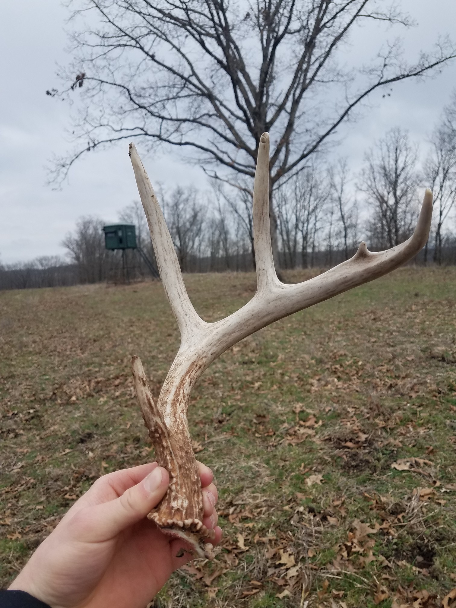 shed antler found in a food plot