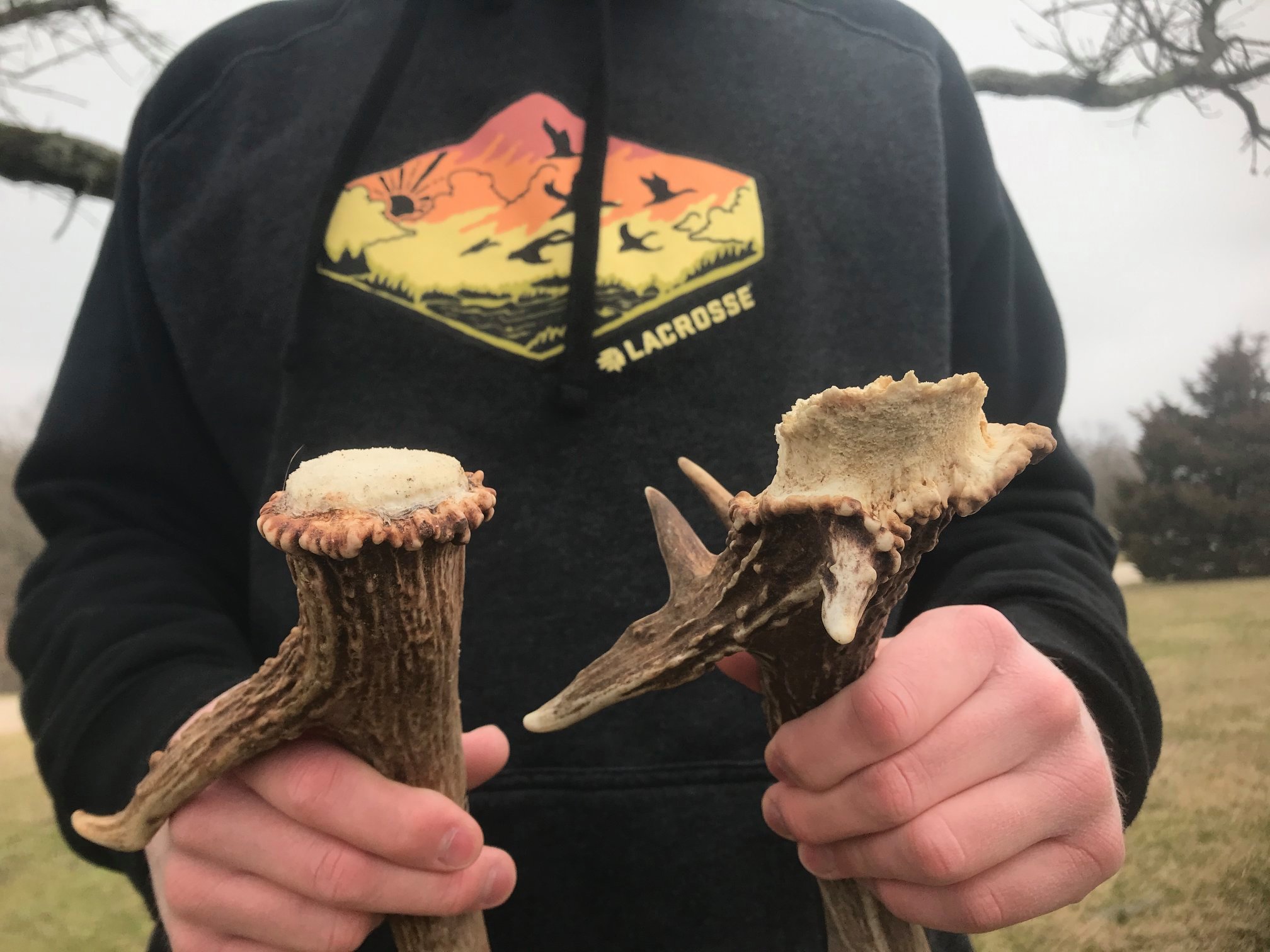 two shed antlers one with a clean base other with skull attached