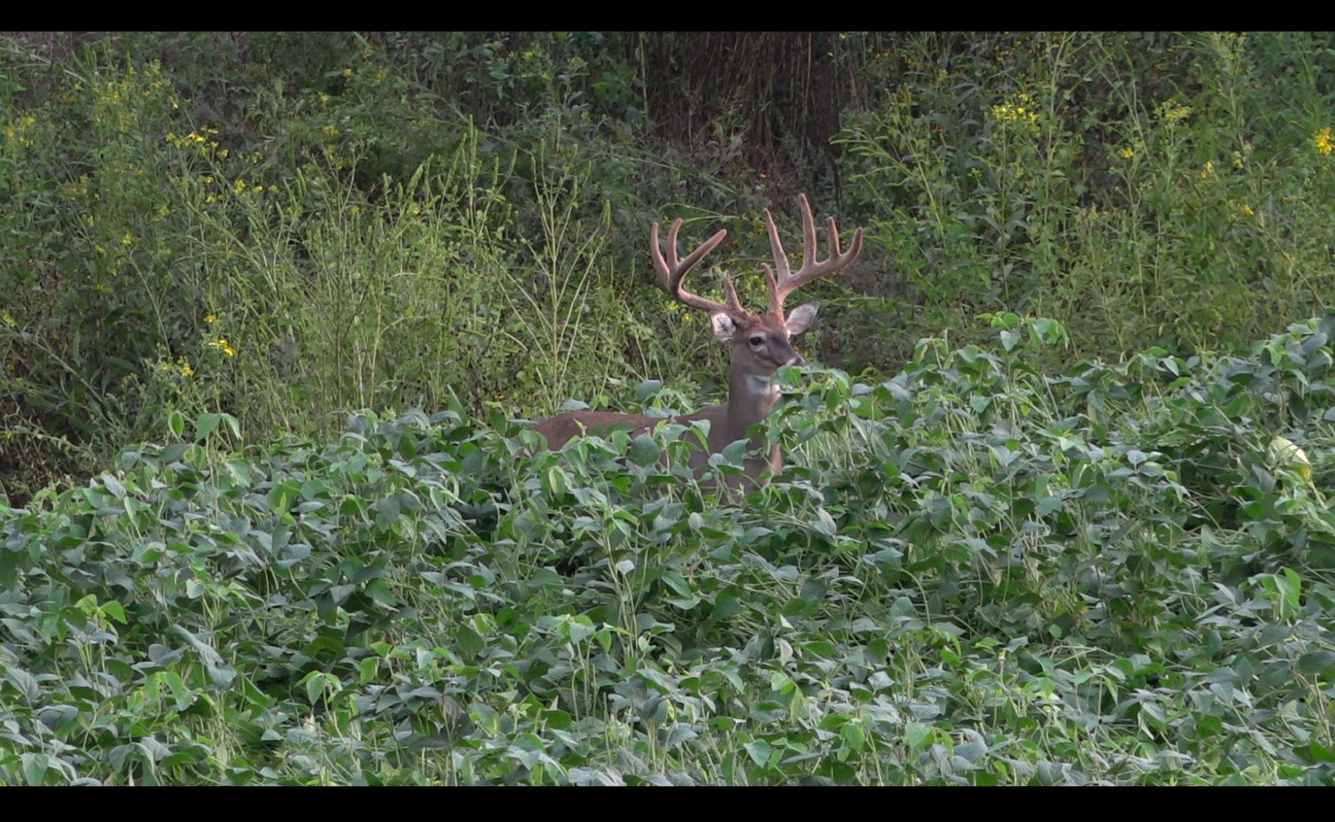 big white-tailed buck Moose standing in Eagle Seed beans in summer