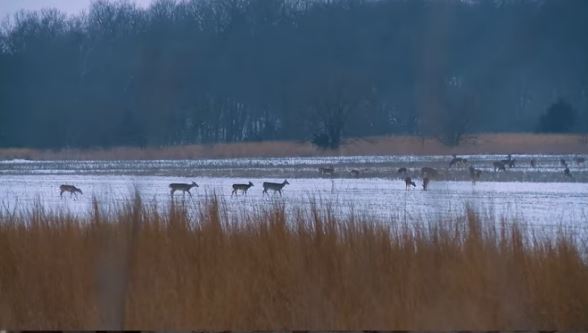 Deer in a Northern Missouri Ag Field