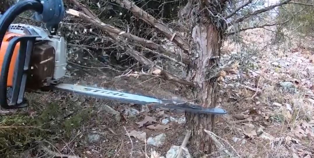cedar tree being cut under the lowest limb