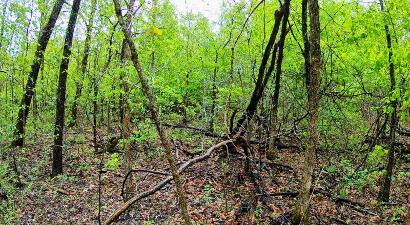 closed canopy,low quality trees 