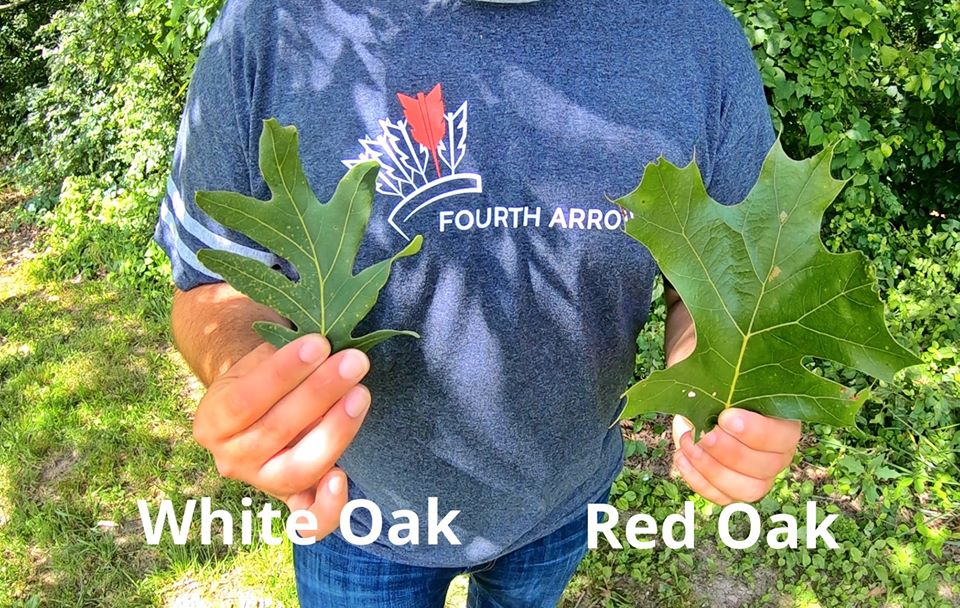 White Oak and Read Oak Leafs