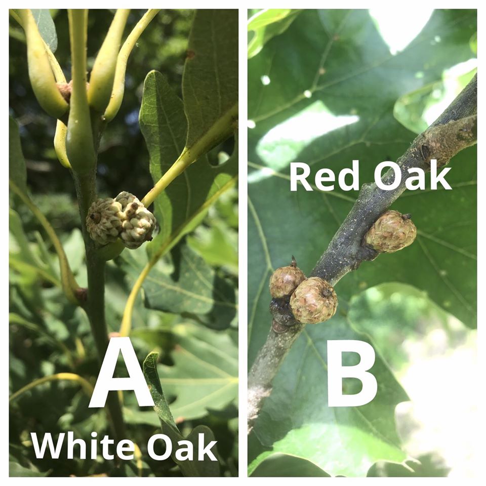 Clsoe up of White oak and read oak leaves and new acorns