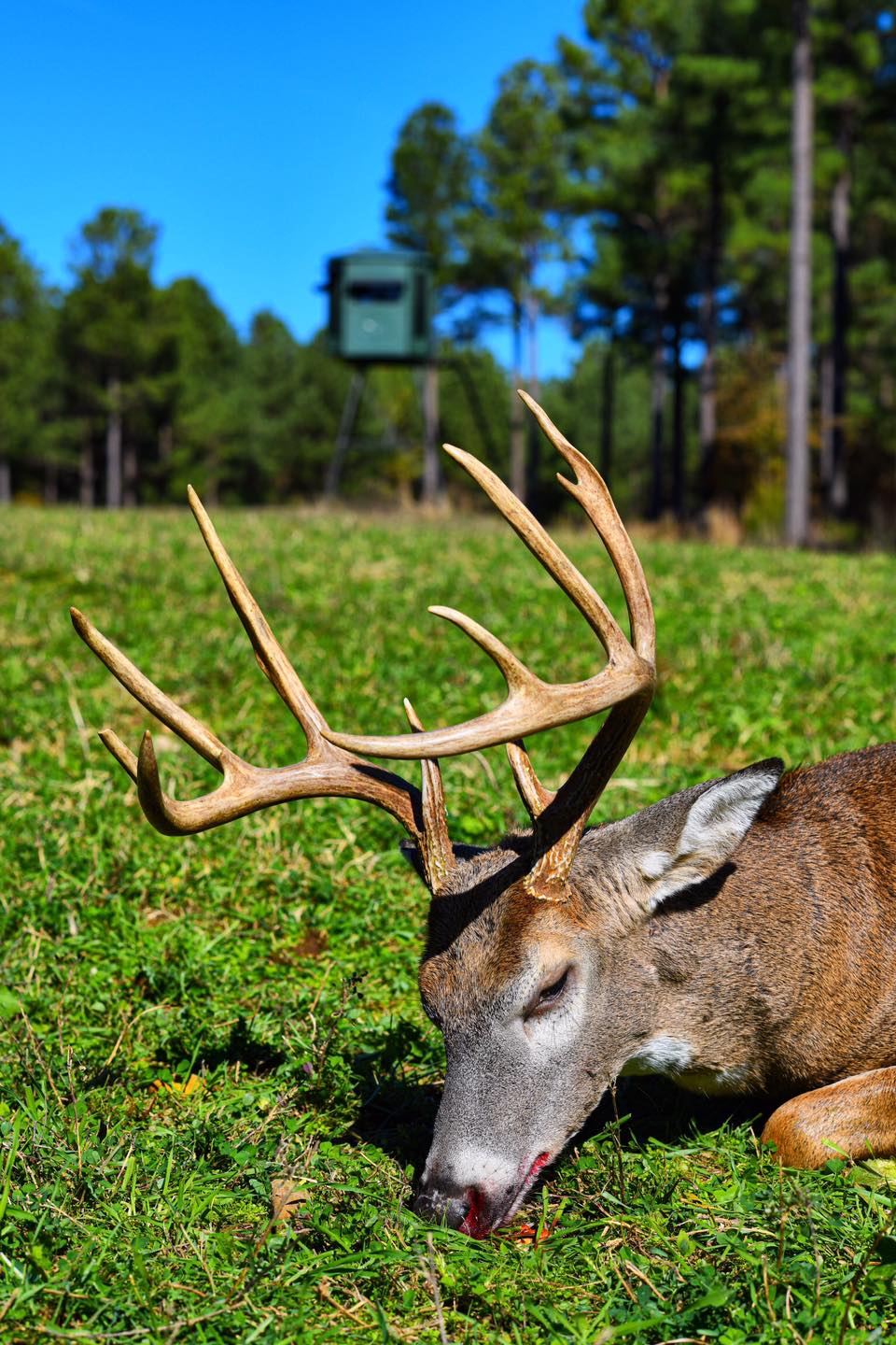 Kentucky Buck Hunt 2019: Cat and Mouse