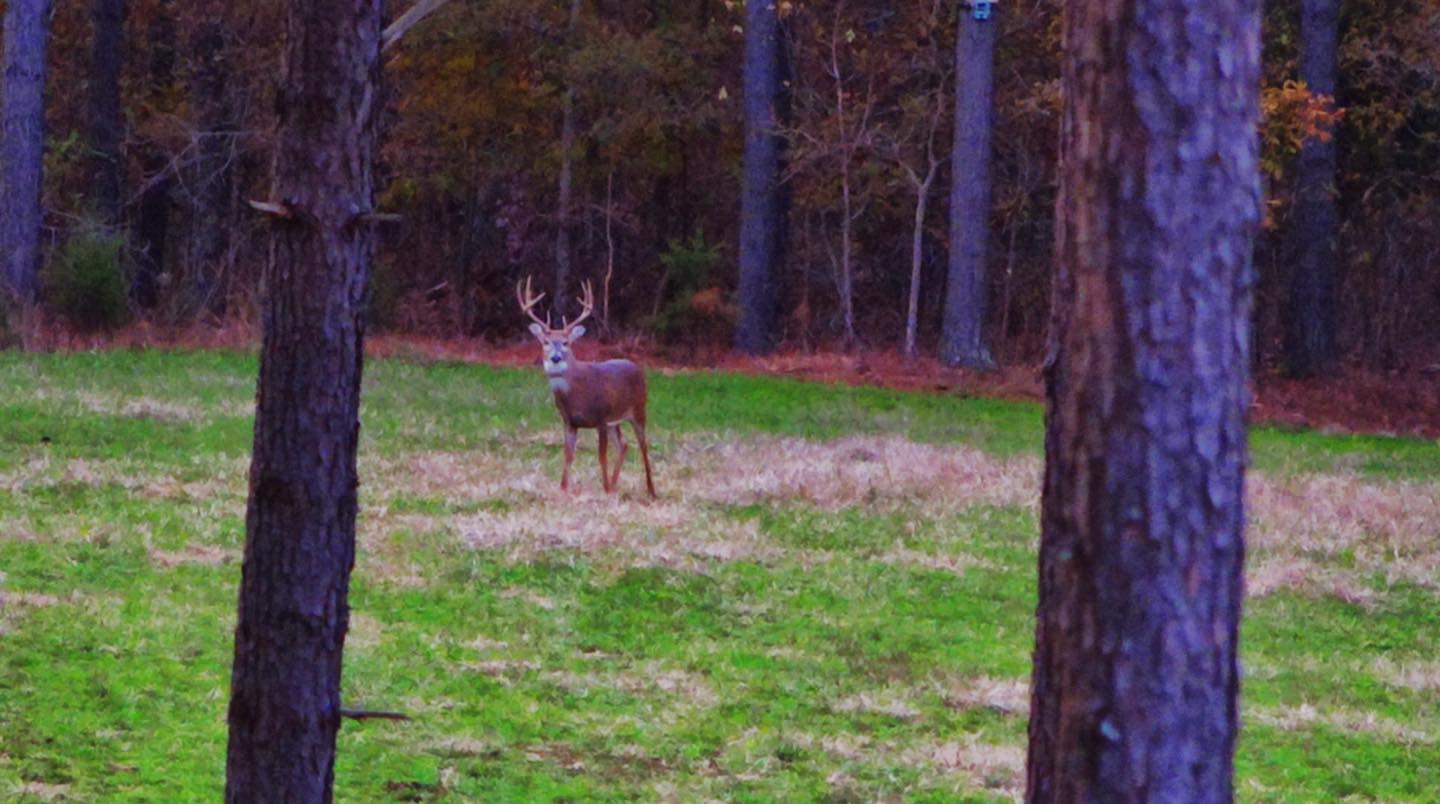 Kentucky Buck shows during an early morning hunt