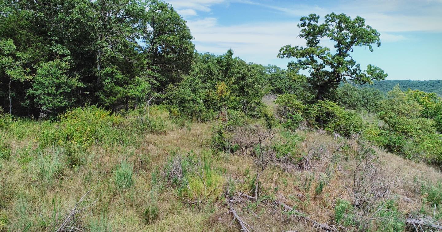 location of a new food plot bordering timber and cover