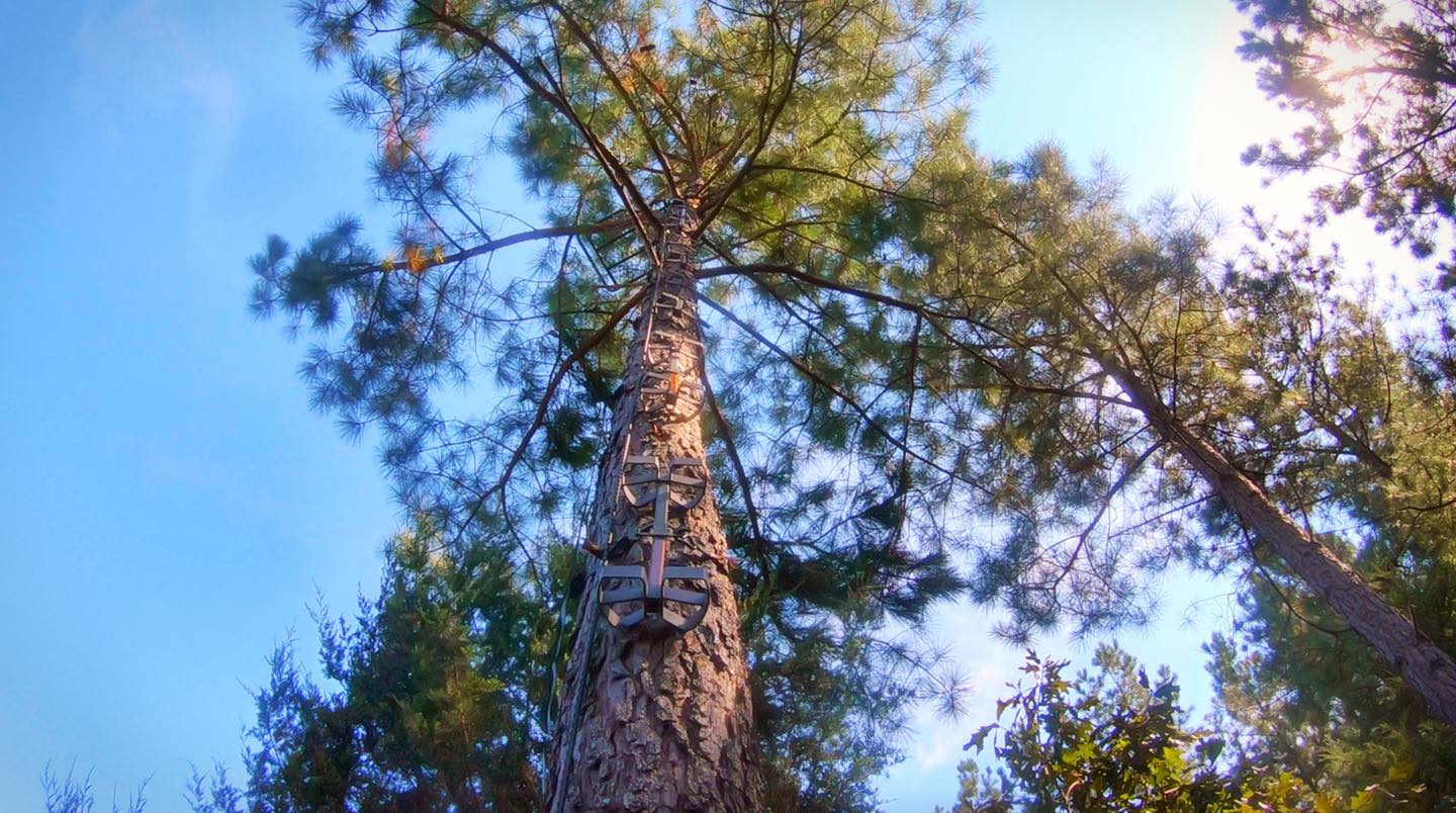 summit tree stand high in a tree