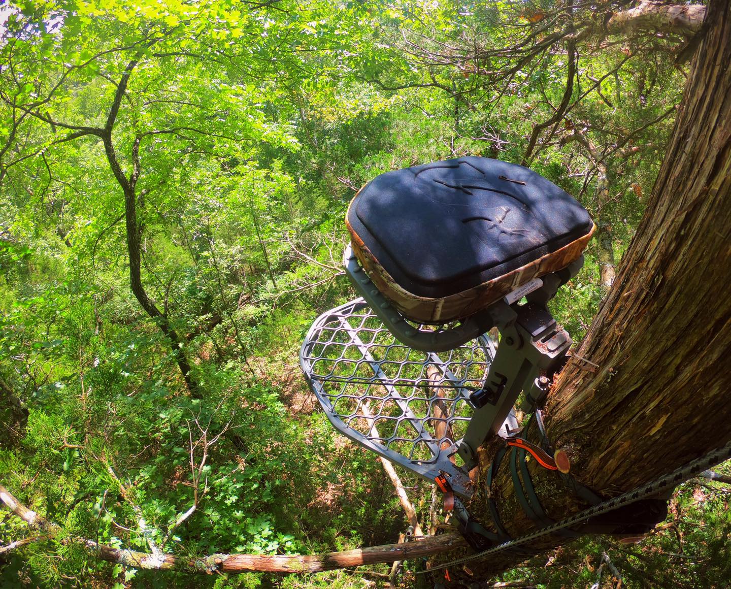 Summit Stand in a Treestand July 2020