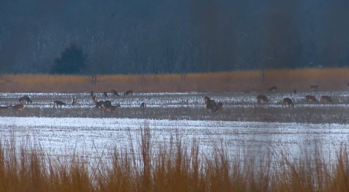 deer in snow covered field