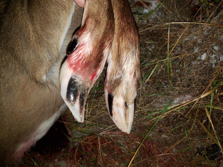 Deer hooves shop