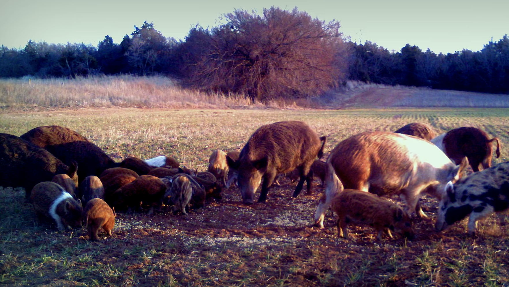 How Wild Hogs – and Baiting – Affect Deer Hunting • Hunting Advice and Tips  For Serious Deer And Turkey Hunters