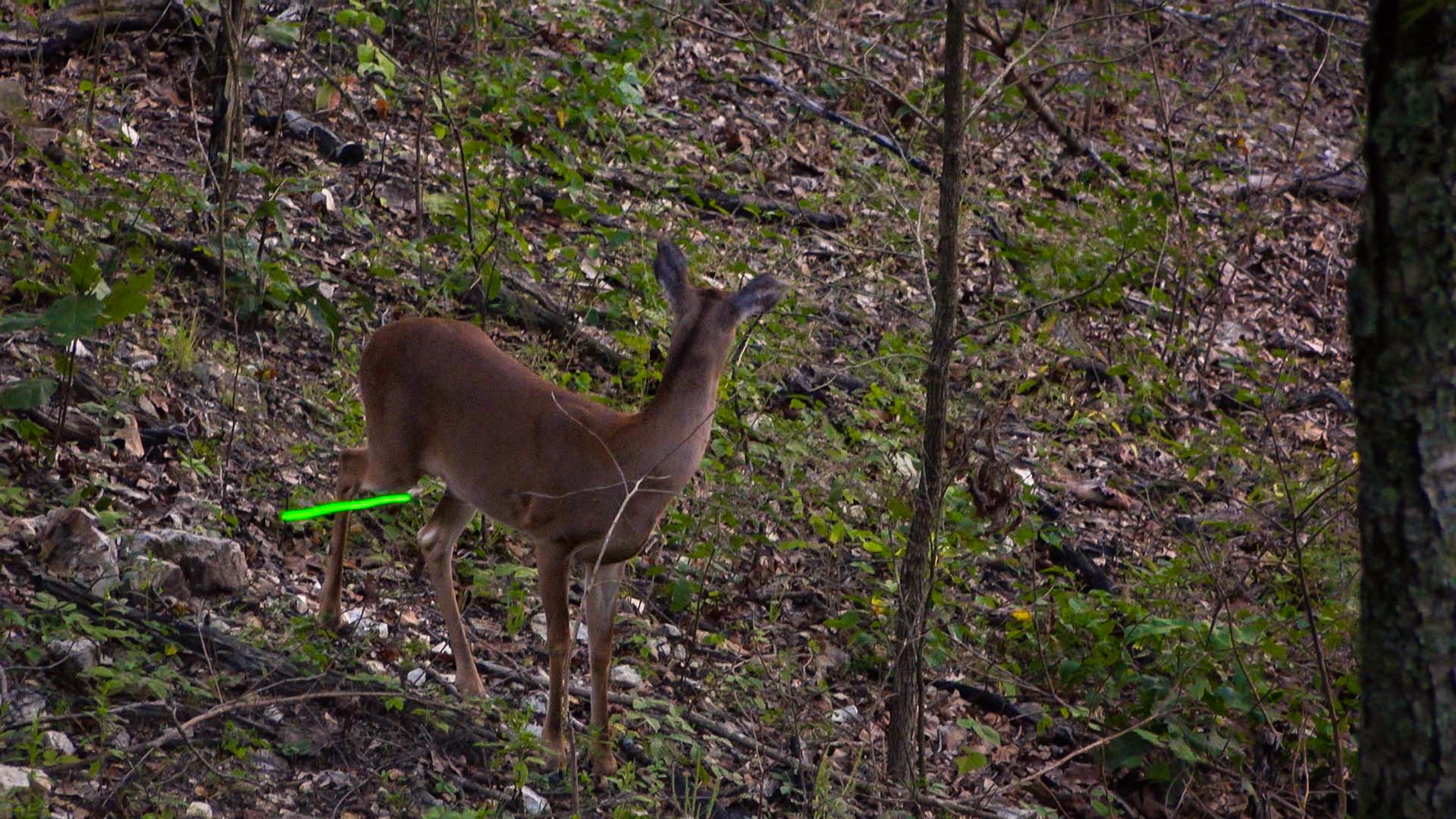 arrow fight to doe