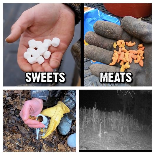 different baits to use to attract predators when trapping: sweets, meats, foot hold trap and a raccoon