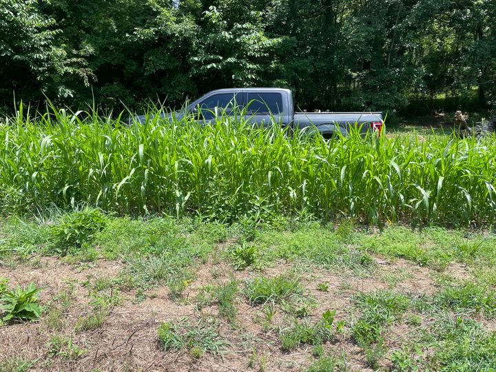 Last spring, Daniel toured and designed a habitat and hunting improvement plan in Tennessee. There was an old pasture along the property line that would be easy to convert to a food plot. Daniel recommend planting Green Cover Seed View Blocker as a visual screen along the edge of the property to conceal the plot from neighbors during fall. Even during the current summer drought, the screen is growing great and will be well above a pickup truck come fall! Visual screens can be great tools for landowners/hunters along property lines.